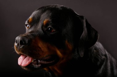 Güzel köpek Rottweiler bir arka plan siyah yakın çekim