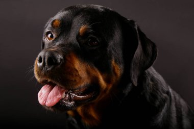Güzel köpek Rottweiler bir arka plan siyah yakın çekim