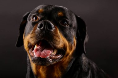 Güzel köpek Rottweiler bir arka plan siyah yakın çekim