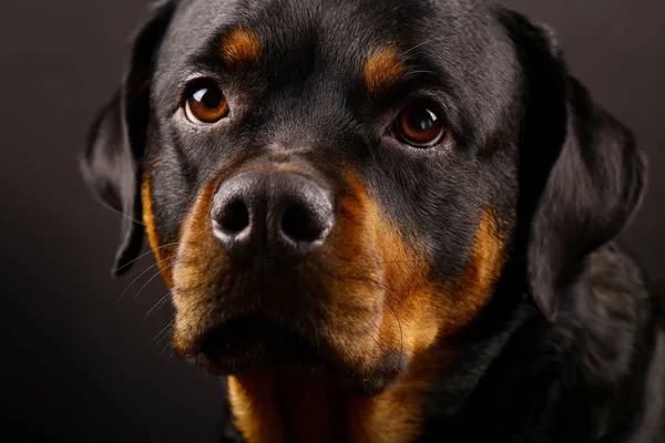 Krásný Pes Rotvajler Černém Pozadí Detail — Stock fotografie