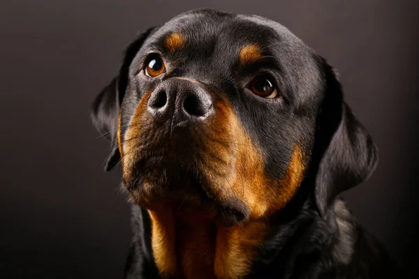 Güzel köpek Rottweiler bir arka plan siyah yakın çekim