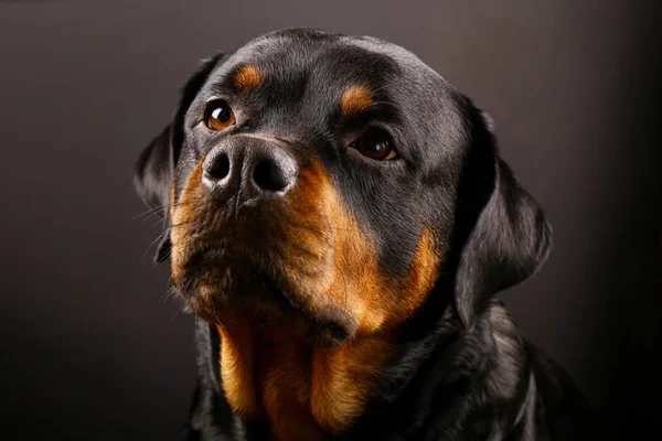 Cão Bonito Rottweiler Fundo Preto Close — Fotografia de Stock