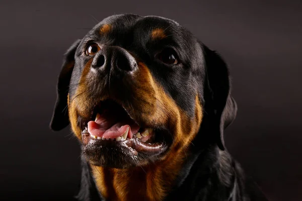 Красивая Собака Rottweiler Черном Фоне Крупным Планом — стоковое фото