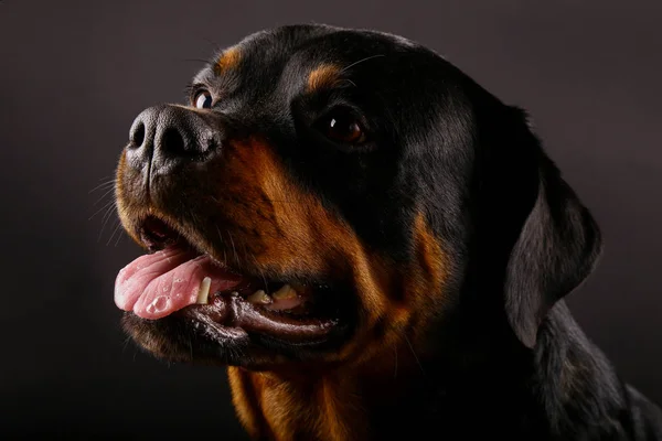 Beautiful Dog Rottweiler Black Background Close — Stock Photo, Image