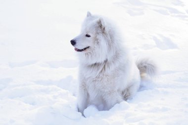 Güzel köpek parkta karda ormanda Samoyed