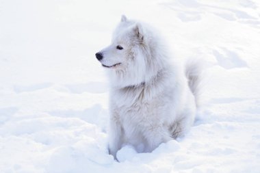 Güzel köpek parkta karda ormanda Samoyed