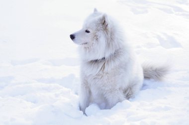 Güzel köpek parkta karda ormanda Samoyed