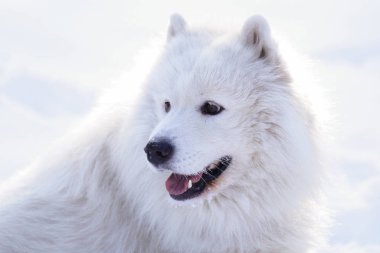 Güzel köpek parkta karda ormanda Samoyed