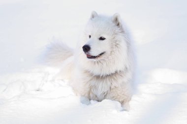 Güzel köpek parkta karda ormanda Samoyed