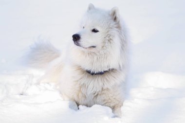 Güzel köpek parkta karda ormanda Samoyed