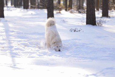 Güzel köpek parkta karda ormanda Samoyed