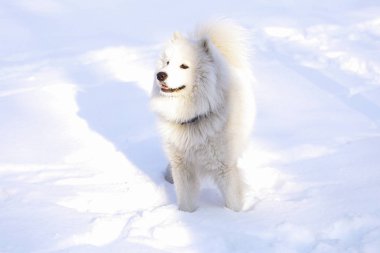 Güzel köpek parkta karda ormanda Samoyed