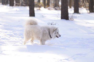 Güzel köpek parkta karda ormanda Samoyed
