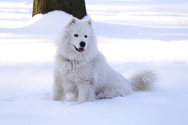 Güzel köpek parkta karda ormanda Samoyed