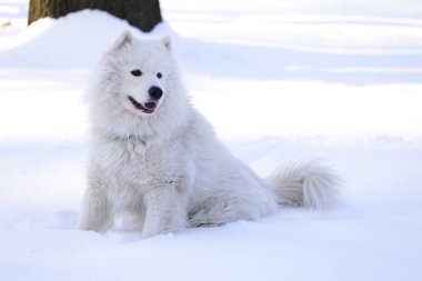 Güzel köpek parkta karda ormanda Samoyed