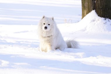 Güzel köpek parkta karda ormanda Samoyed