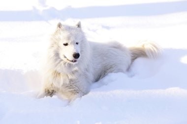 Güzel köpek parkta karda ormanda Samoyed