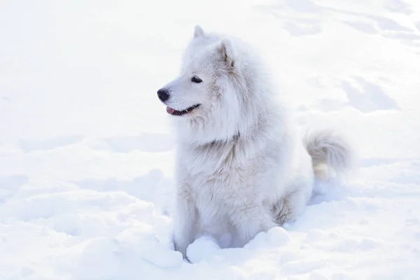 Cão Lindo Samoyed Floresta Parque Neve — Fotografia de Stock