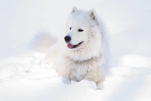 Güzel Köpek Parkta Karda Ormanda Samoyed — Stok fotoğraf