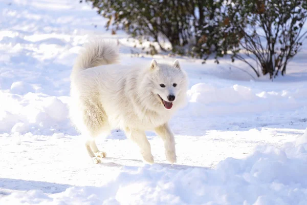 Hermoso Perro Samoyed Bosque Parque Nieve — Foto de Stock