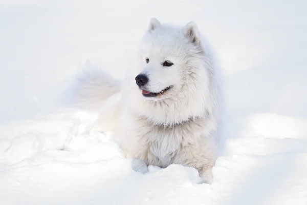 Güzel köpek parkta karda ormanda Samoyed