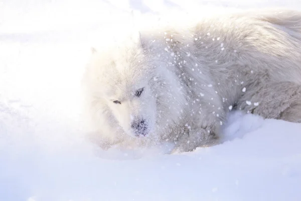 Bellissimo Cane Samoyed Nella Foresta Nel Parco Sulla Neve — Foto Stock