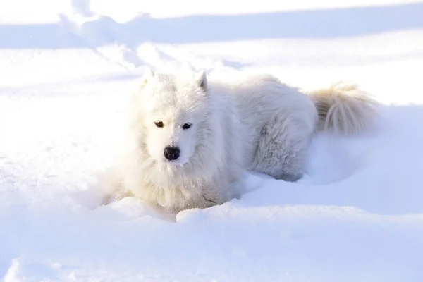 Schöner Hund Samoyed Wald Park Auf Dem Schnee — Stockfoto