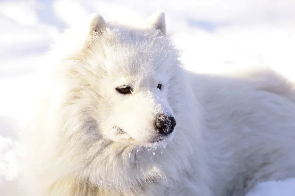 Hermoso Perro Samoyed Bosque Parque Nieve — Foto de Stock