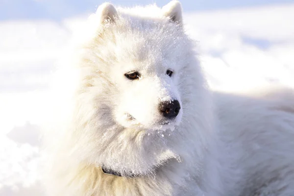 Bellissimo Cane Samoyed Nella Foresta Nel Parco Sulla Neve — Foto Stock