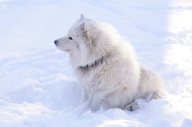 Güzel köpek parkta karda ormanda Samoyed