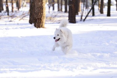 Güzel köpek parkta karda ormanda Samoyed