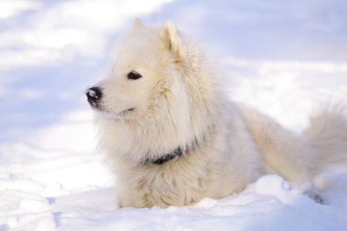 Güzel köpek parkta karda ormanda Samoyed