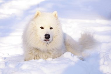 Güzel köpek parkta karda ormanda Samoyed