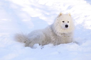 Güzel köpek parkta karda ormanda Samoyed