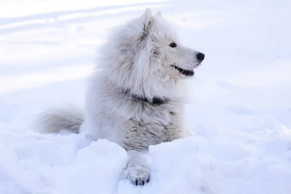 Krásný Pes Samojed Lese Parku Sněhu — Stock fotografie