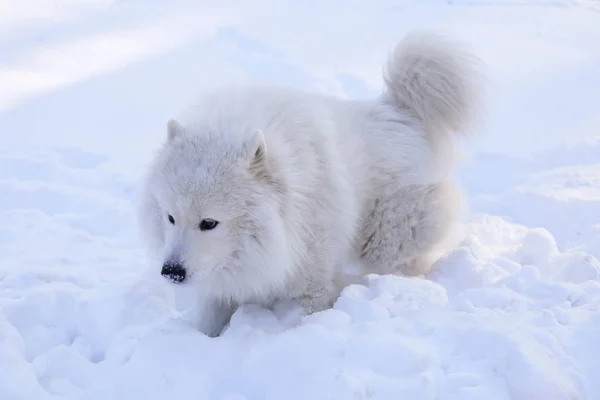 Güzel Köpek Parkta Karda Ormanda Samoyed — Stok fotoğraf