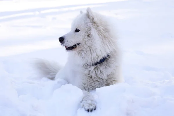 Cão Lindo Samoyed Floresta Parque Neve — Fotografia de Stock