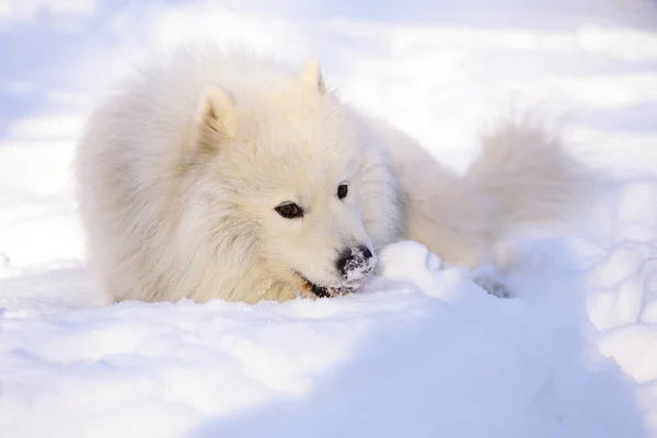 Vacker Hund Samojed Skogen Parken Snön — Stockfoto