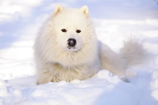 美しい犬サモエド フォレスト内の雪の上の公園で — ストック写真