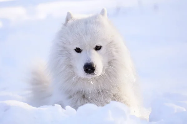 Όμορφο Σκυλί Samoyed Μέσα Στο Δάσος Στο Πάρκο Στο Χιόνι — Φωτογραφία Αρχείου