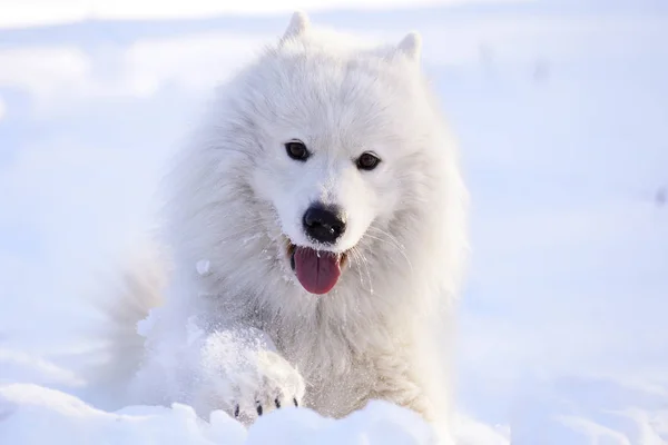 美しい犬サモエド フォレスト内の雪の上の公園で — ストック写真