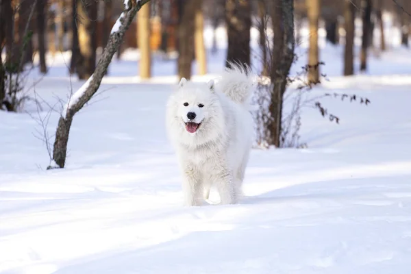 Hermoso Perro Samoyed Bosque Parque Nieve — Foto de Stock