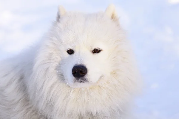 美丽的狗萨莫耶德在森林里的公园在雪地上 — 图库照片