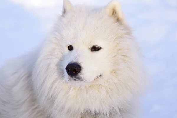 Όμορφο Σκυλί Samoyed Μέσα Στο Δάσος Στο Πάρκο Στο Χιόνι — Φωτογραφία Αρχείου