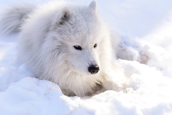 美丽的狗萨莫耶德在森林里的公园在雪地上 图库照片
