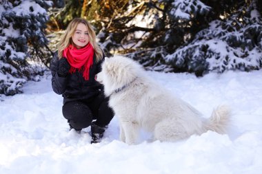 Güzel genç kız ile kar üzerinde kış ormandaki Samoyed köpek
