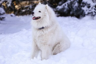 Güzel köpek parkta karda ormanda Samoyed