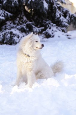 Güzel köpek parkta karda ormanda Samoyed