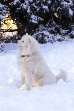 Güzel köpek parkta karda ormanda Samoyed