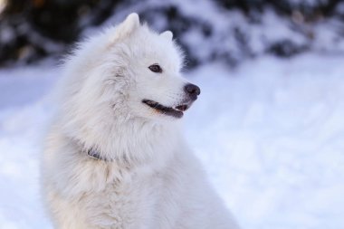 Güzel köpek parkta karda ormanda Samoyed